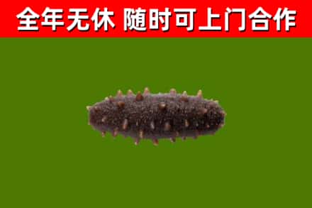 荆州烟酒回收干海参.jpg